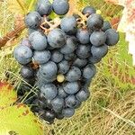 Vitis vinifera 果實