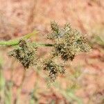 Fuirena pubescens Flower