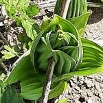 Veratrum album 葉