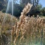 Andropogon bicornis Leaf