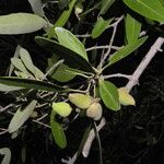 Diospyros acapulcensis Vrucht
