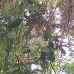 Alstonia macrophylla Λουλούδι