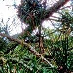 Pinus pungens Характер