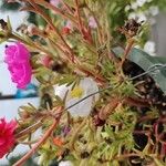 Portulaca grandifloraКвітка