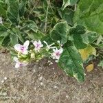 Pseuderanthemum carruthersii Цветок