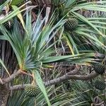 Pandanus utilis Hábitos