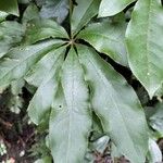 Schefflera digitata Hoja