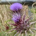 Cynara humilis Virág