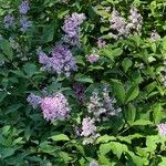 Syringa josikaea Flower