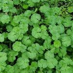 Malva pusilla Habitat