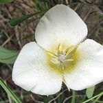 Calochortus apiculatus 花