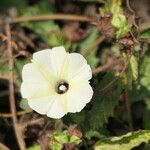 Ipomoea obscura Blüte