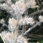 Echium italicum Frunză