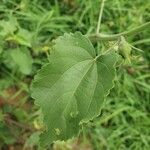 Hibiscus lunariifolius Folha