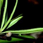 Podocarpus colliculatus Kvet