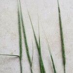 Aegilops cylindrica Leaf