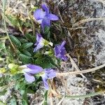 Viola rupestris Flower