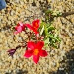 Jatropha integerrima 花