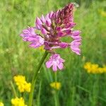 Anacamptis pyramidalisΛουλούδι