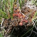 Drosera rotundifoliaЦвят