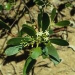 Lumnitzera racemosa 整株植物