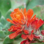 Castilleja affinis Blomma