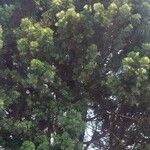 Afrocarpus gracilior Escorça