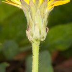 Sonchus bulbosus Kéreg