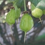 Crinodendron patagua Fruto