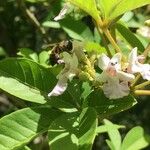 Vitex megapotamica Fiore