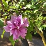 Hibiscus syriacusBlodyn