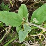 Melhania velutina Leaf