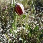 Fritillaria lusitanica Цвят