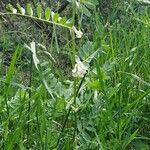 Vicia hybrida Žiedas