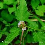 Melochia corchorifolia फूल