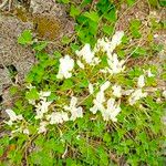 Trifolium uniflorum Habit