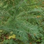 Larix laricina Leaf