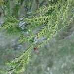 Cryptomeria japonica ᱥᱟᱠᱟᱢ