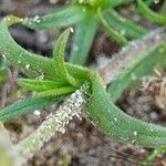 Cerastium alpinum Folla