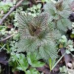 Urtica dioica Blad