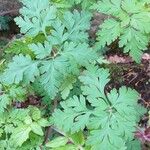 Geranium robertianum Leaf