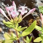 Plocama calabrica Flower