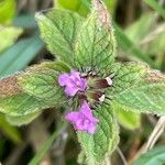 Clinopodium vulgare Fleur