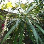 Thevetia neriifolia Blatt