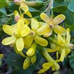 Ribes aureum Floare