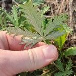 Potentilla intermedia Leaf