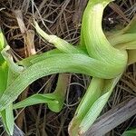 Hemerocallis citrina পাতা