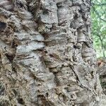 Quercus suber Bark