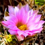 Sclerocactus parviflorus Flower