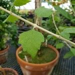 Karomia tettensis Leaf